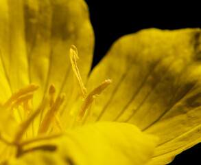 Fototapeta premium yellow flower macro
