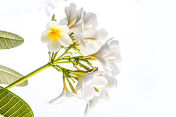 White plumeria flower isolated white background