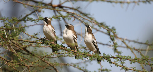 Sparrow-Weaver Birds in Kenya Africa