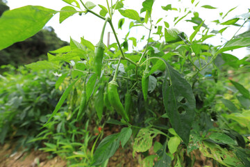 Green chilli pepper plants in growth at vegetable garden