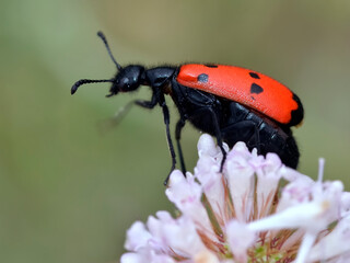 Macro of beetle Mylabris quadripunctata on flower seen from profile