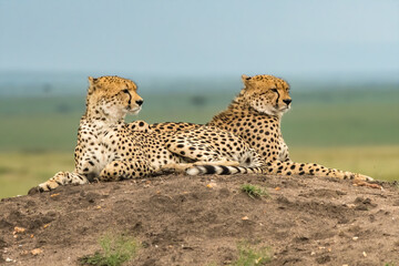 Cheetah brothers looking for lunch on top of a termite mound in Kenya.