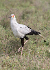 Secretary Bird in Tanzania Africa