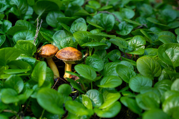 mushrooms in the forest grow on the ground natural wild. High quality photo