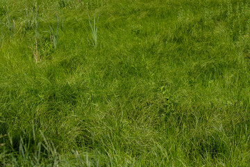 dense tall green grass in the meadow