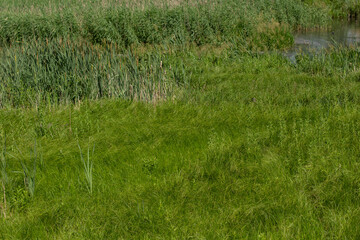 dense tall green grass in the meadow