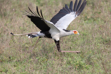 Secretary Bird in Tanzania Africa