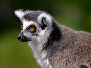Portrait ring-tailed lemur (Lemur catta) 
