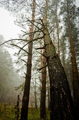Fototapeta premium trees in the forest