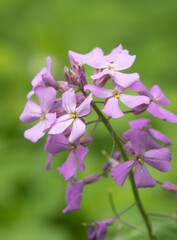 Beautiful spring wild flowers