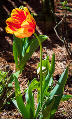 Flowers in Bloom