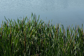 Fototapeta na wymiar reeds on the lake grow