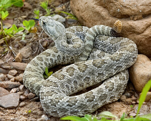 Prairie rattlesnake portrait close up