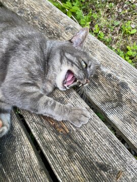 Katze liegt auf Holzdielen und bleckt die Z&auml;hne