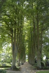 Baumallee auf dem Friedhof