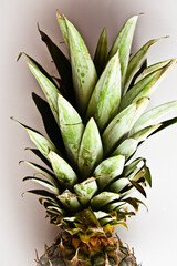 Ananas su sfondo bianco.