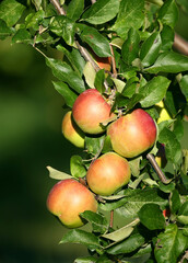 Apples ready to harvest in orchard