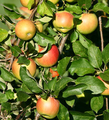 Apples ready to harvest in orchard