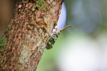 Close up of Lantern fly on a tree with blurred background