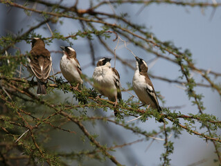 Sparrow-Weaver Birds in Kenya Africa