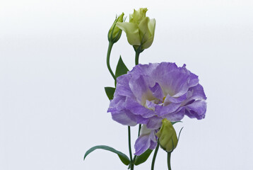 Obraz premium Blue lisianthis bloom,white background