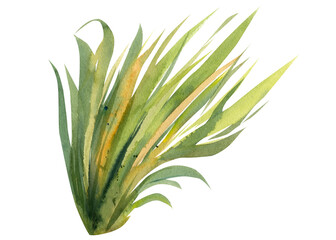 grass on a white background, watercolor illustration