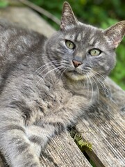 Fototapeta premium portrait of a cat