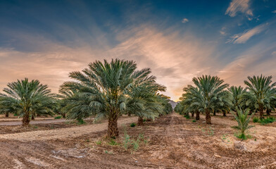 Fototapeta na wymiar Plantation of date palms. Image depicts tropical and desert agriculture in the Middle East