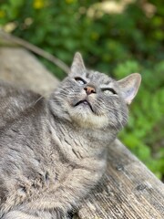 portrait of a cat in the garden