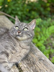 Naklejka na ściany i meble Katzenportrait mit großen grünen Augen, im Freien