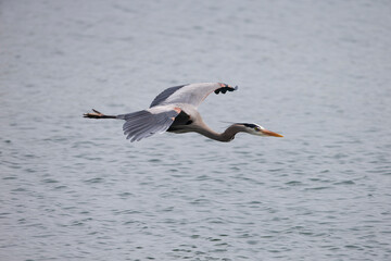 Great Blue Heron flying in Florida nature Preserve