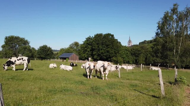 Wallonie Belgique Ardenne vache viande lait paturage agriculture