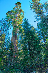 Fototapeta premium Sequoia National Park in California, USA.