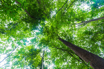 Tropical green tree forest background