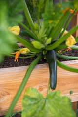 a zucchini plant in a pot