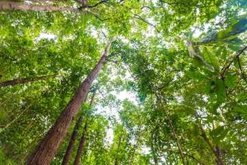 Fototapeta premium Tropical green tree forest background