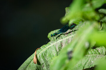 Close-up picture of a Dragonfly on a green leaf. Beautiful demoiselle (Calopteryx virgo). All green background