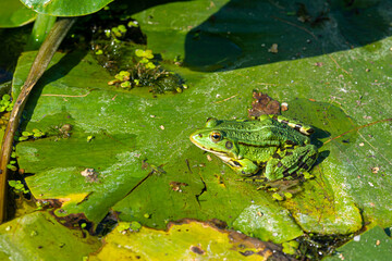 A green edible frog, Pelophylax kl. esculentus on a water lily leaf. Common European frog, Common water frog or green frog