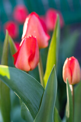 The first spring red tulips in the morning have not yet opened