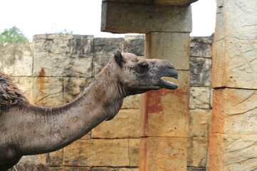 camel in the zoo.