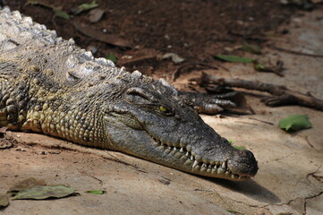 Fototapeta premium alligator in the everglades.