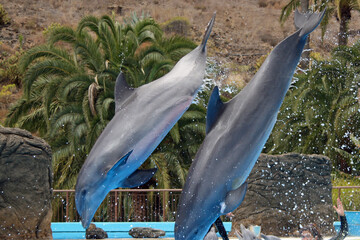 Delphin © Stephan von Mikusch