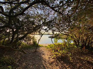 tree in the morning. Pathway. No people