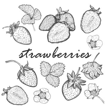 Large set of strawberries. Collection with berries, whole and halves, leaves and blooming strawberry flowers. Hand drawn and isolated on white. Black and white vector illustration. Pencil drawing
