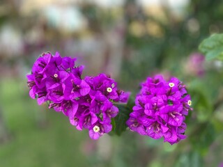 Obraz premium lilac flowers in the garden
