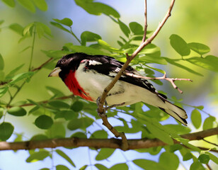 Rose-breasted Grosbeak singing in the woods by Toronto's Don River