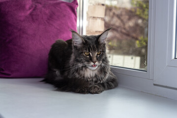 Cat on a windowsill. Beautiful gray maine coon with tassels on the ears shows a tongue.