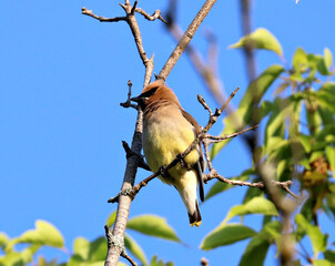 Cedar Waxwing perched above Toronto's Don River
