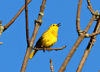 Yellow Warbler singing in the sunshine