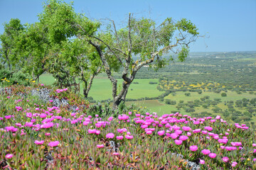 Fototapeta premium Scenic view on Alentejo region in Portugal.